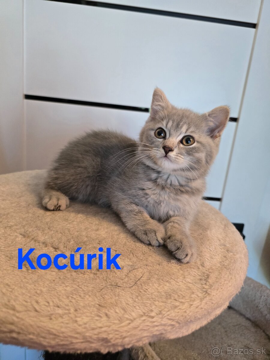 Škótske mačiatka