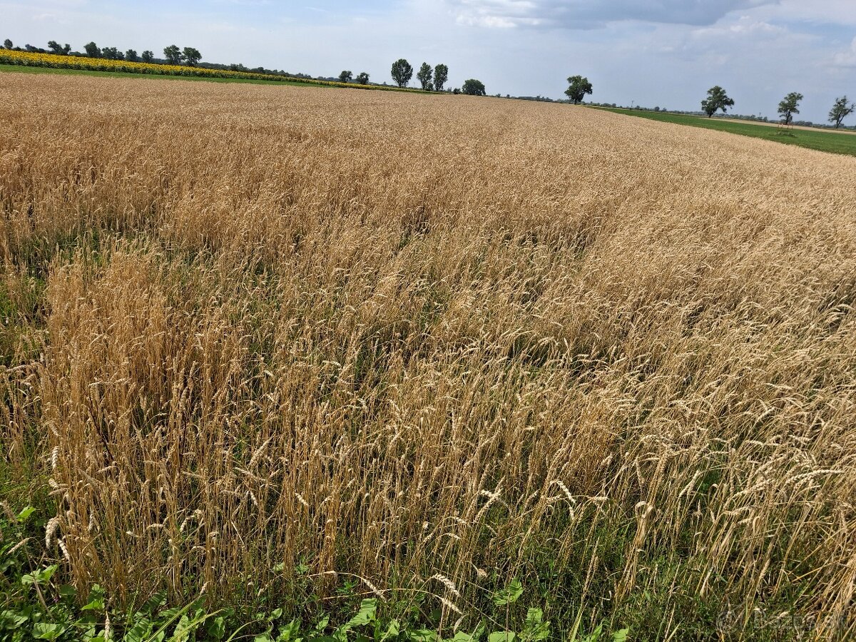 Psenica
