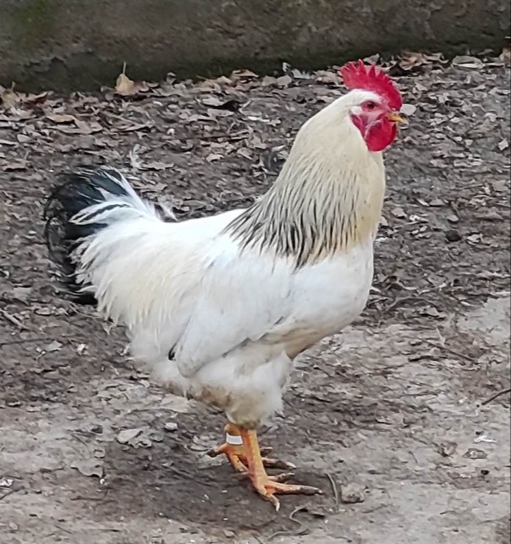 Kohút 🐓