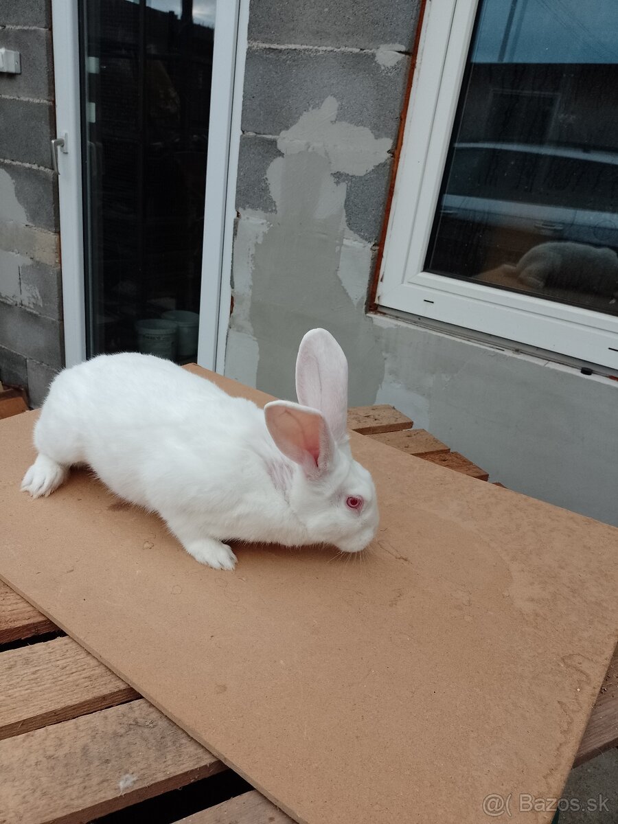 Predám králiky Hyla