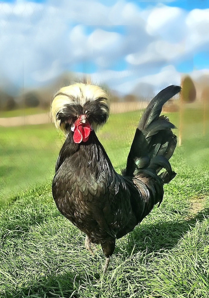 kohútik malej čiernej holanďanky