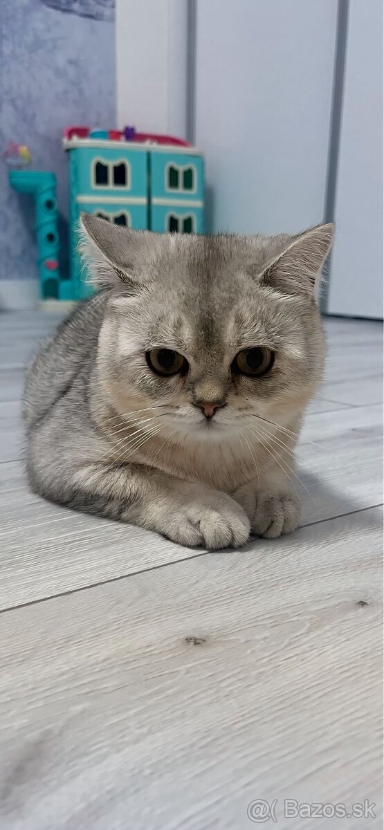 Britská Chinchilla