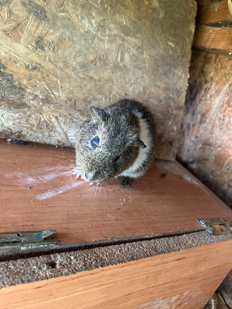 Morské prasiatko, morské prasiatka, morča, morčatá