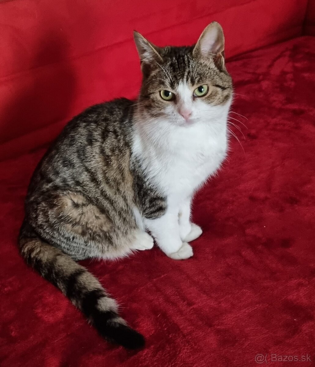 Darujem krásneho hebkého kocúrika Nunsa