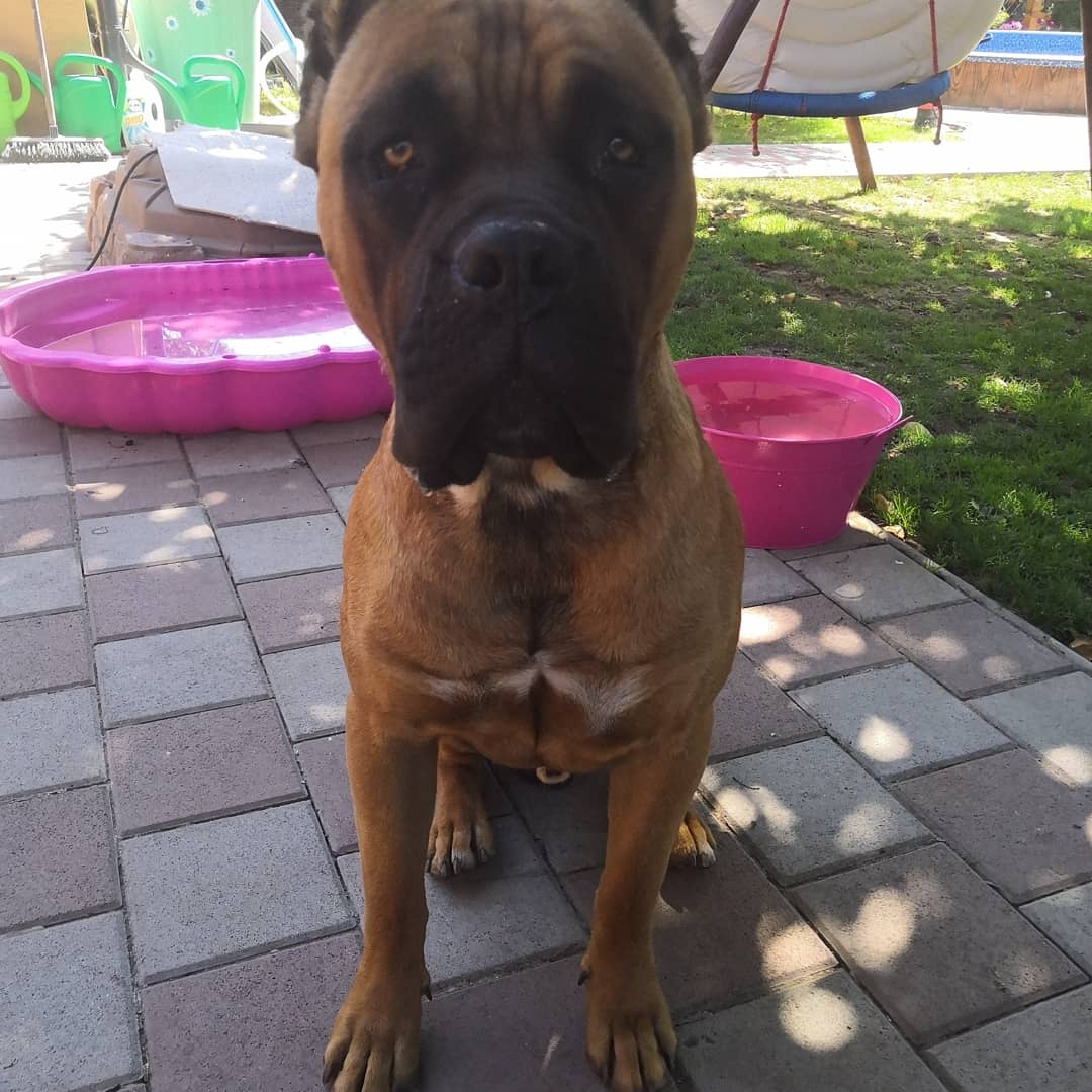 Cane Corso krytie