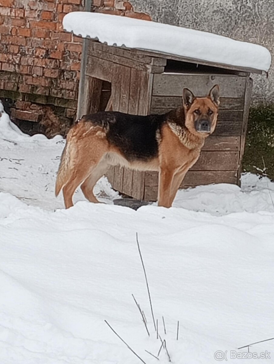 Nemecký vlčiak