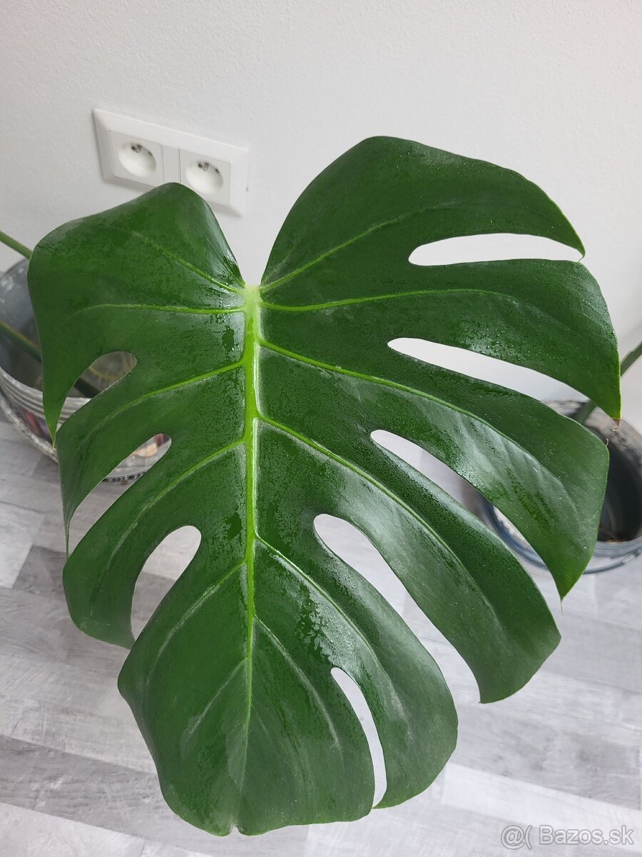 Monstera deliciosa