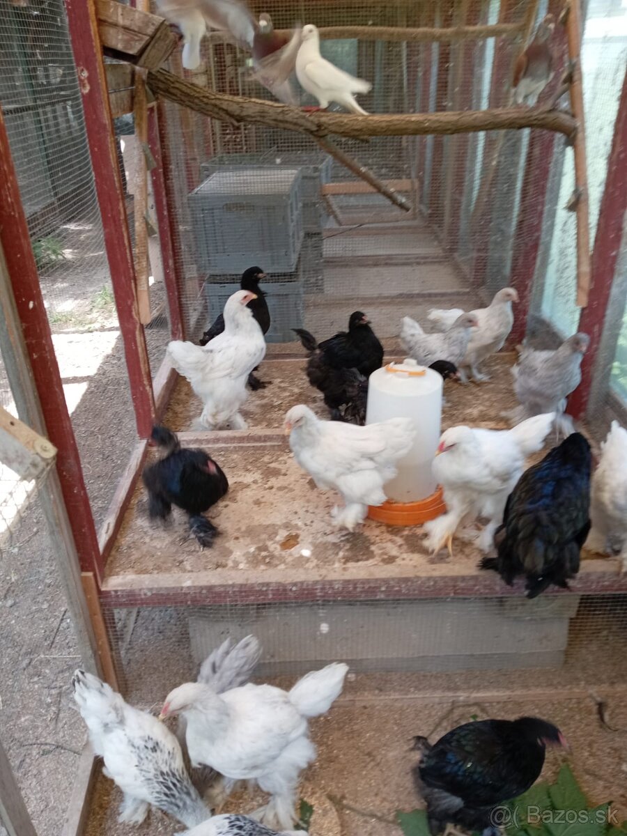 Hodvabničky a Brahmanky