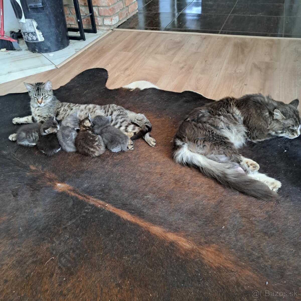 Predam Maine Coon (Mainská Myvália