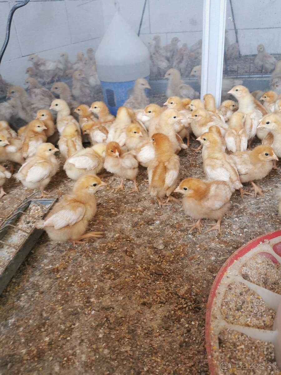 Predám 4 a 2 týždňové kuriatka nosnic lohman Brown hnedý