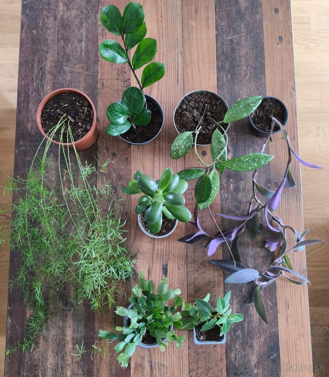 Predám izbové rastliny