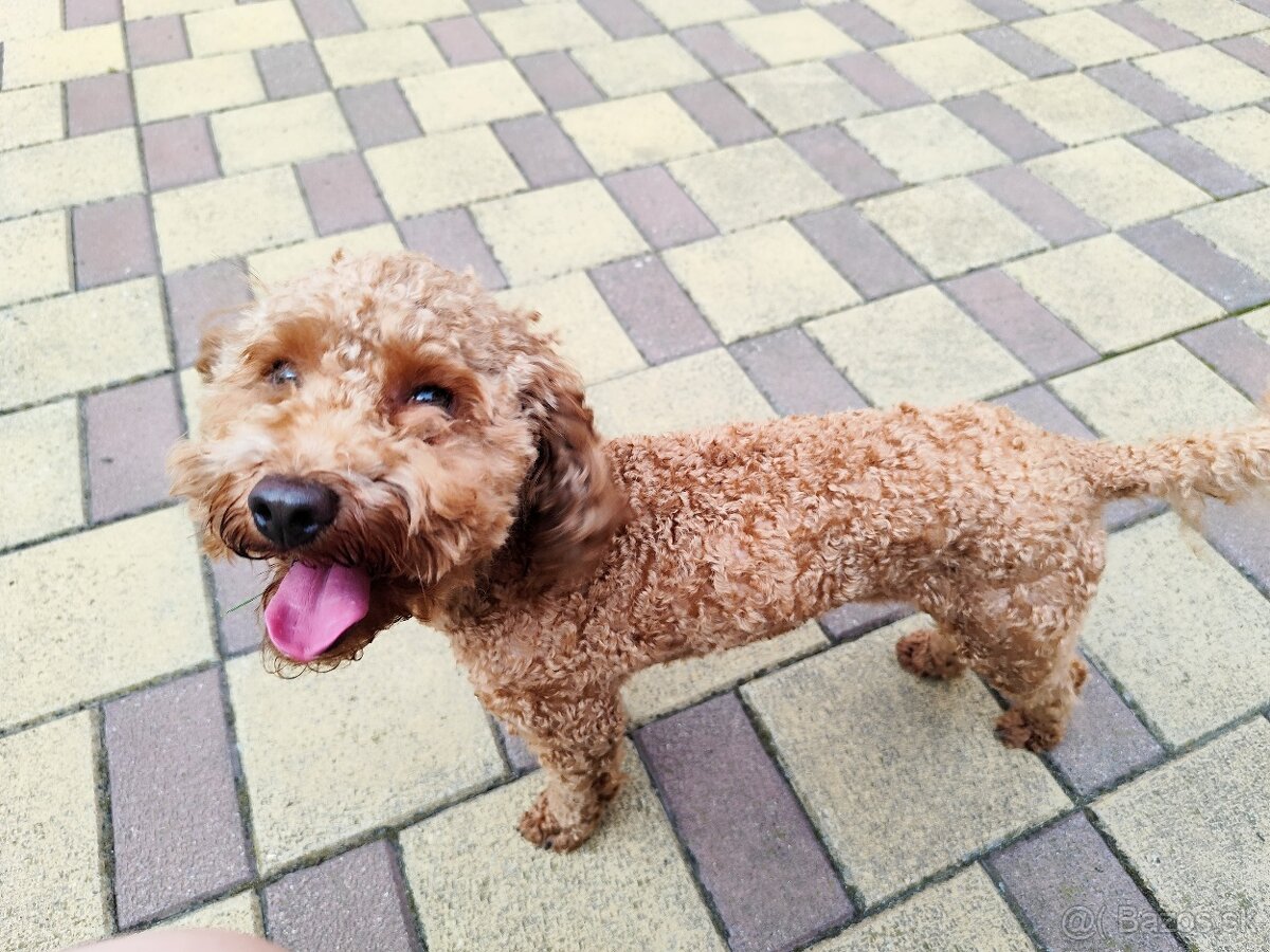 Trpasličí,trpazličí pudlík,pudel- DARUJEM