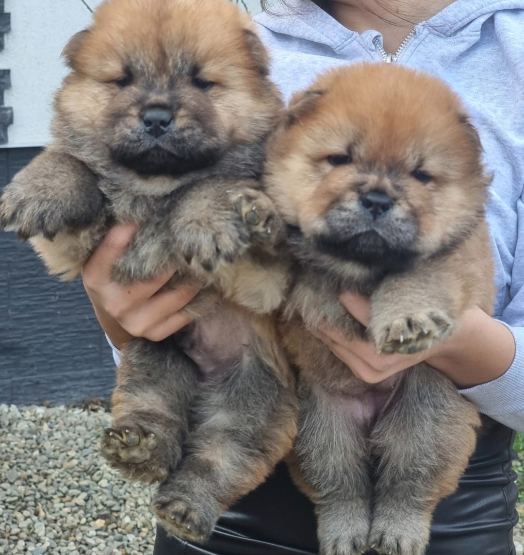 Chow chow - cau cau