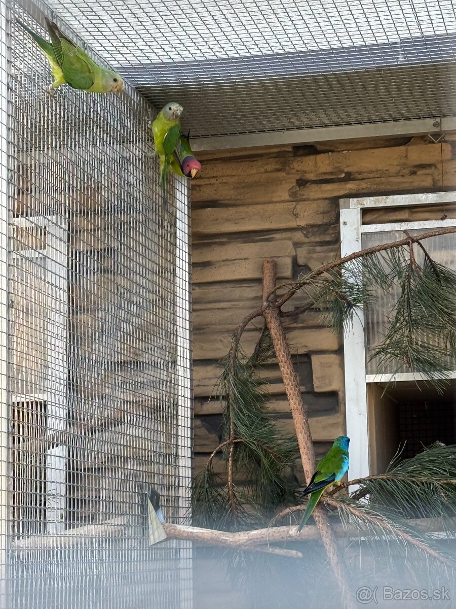 Alexander čínsky, Alexander veľký, Alexander červenohlavý