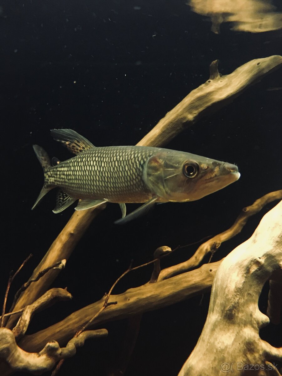 Hepsetus odoe , stuka africka, tetra drava