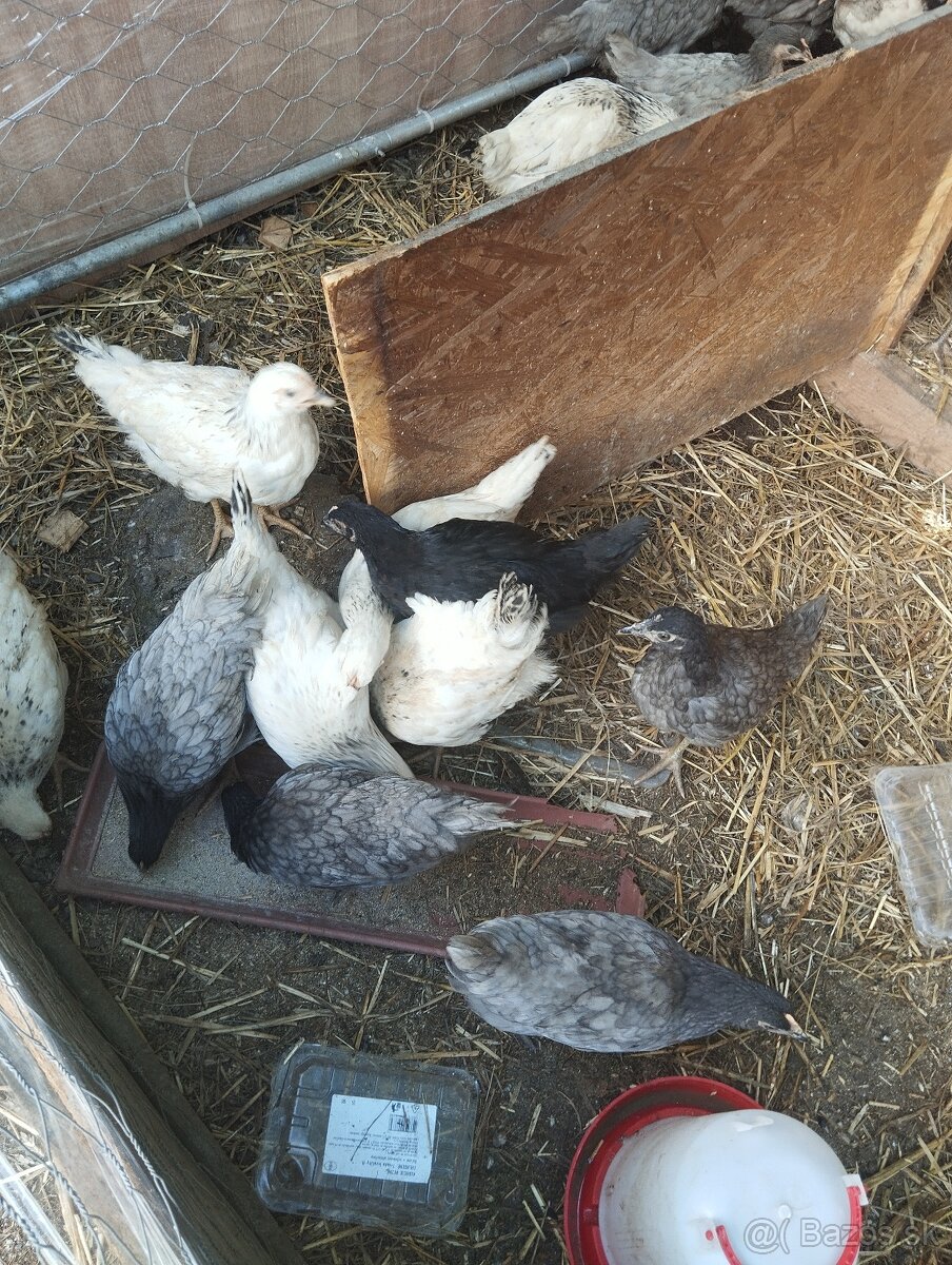Husatka a kačiatka