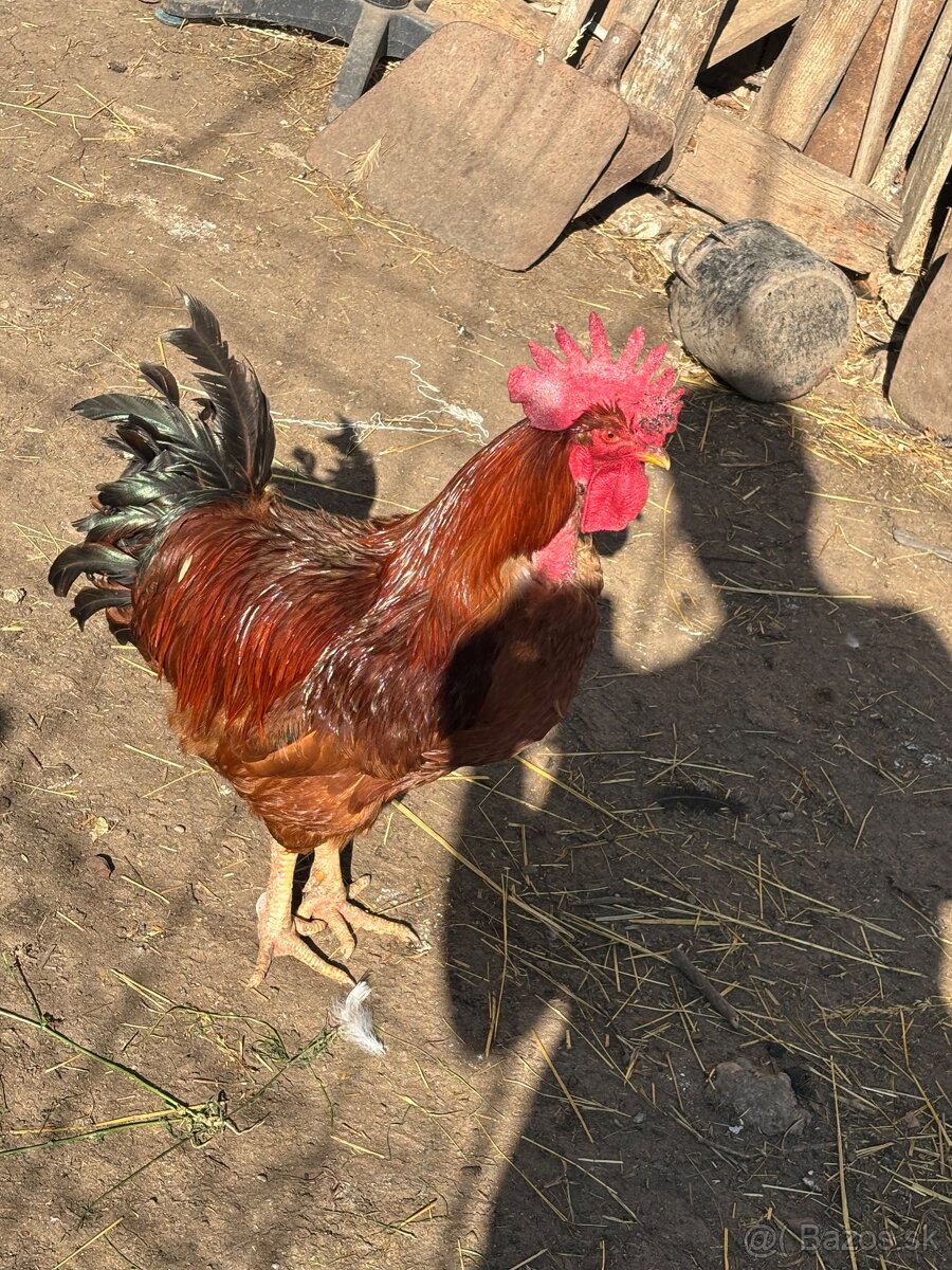 Kohút domáci