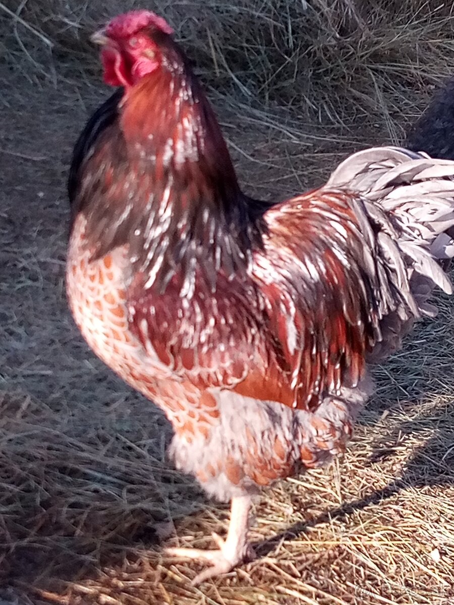 Wyandotka zl. modrolemovaná