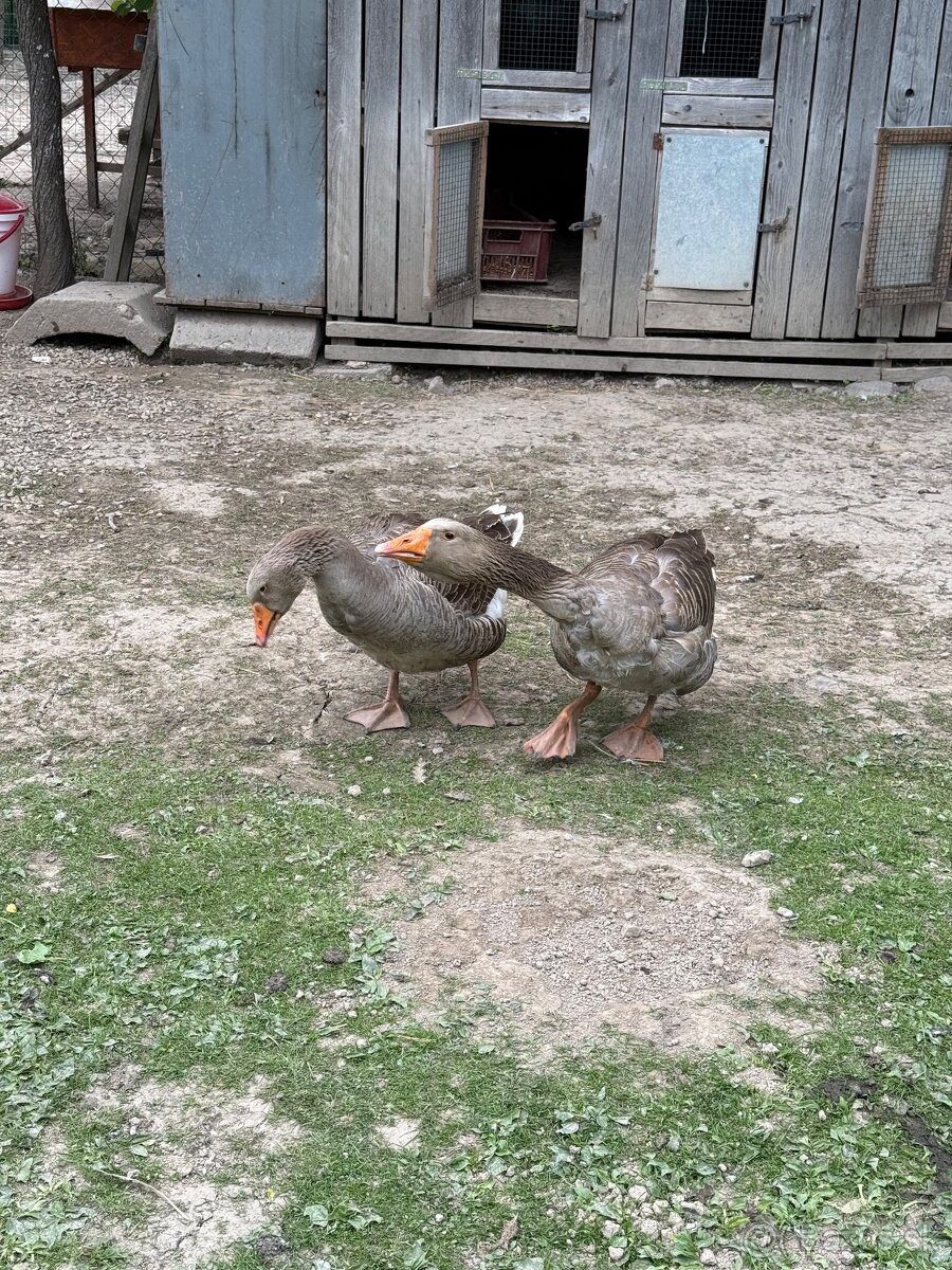 Gunár a husy