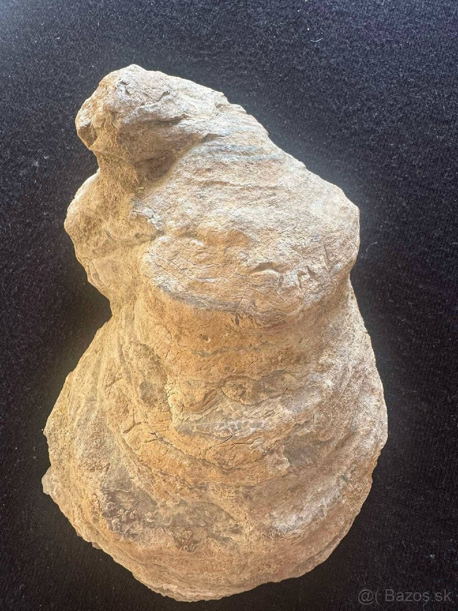 skamenelina meste korýtko