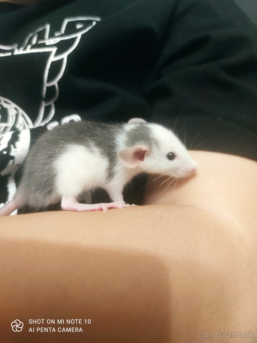 Dumbo potkan