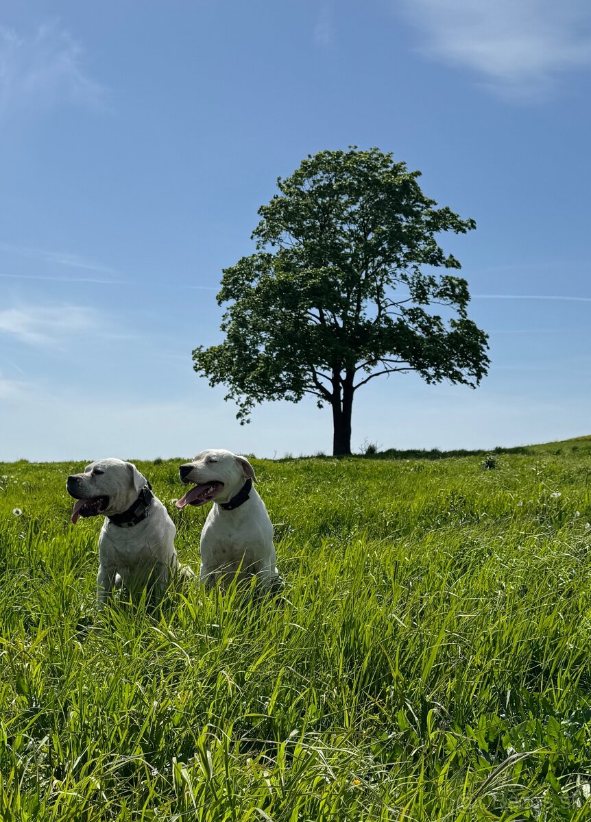 Argentínska doga štěňata, Dogo Argentino, REZERVACE