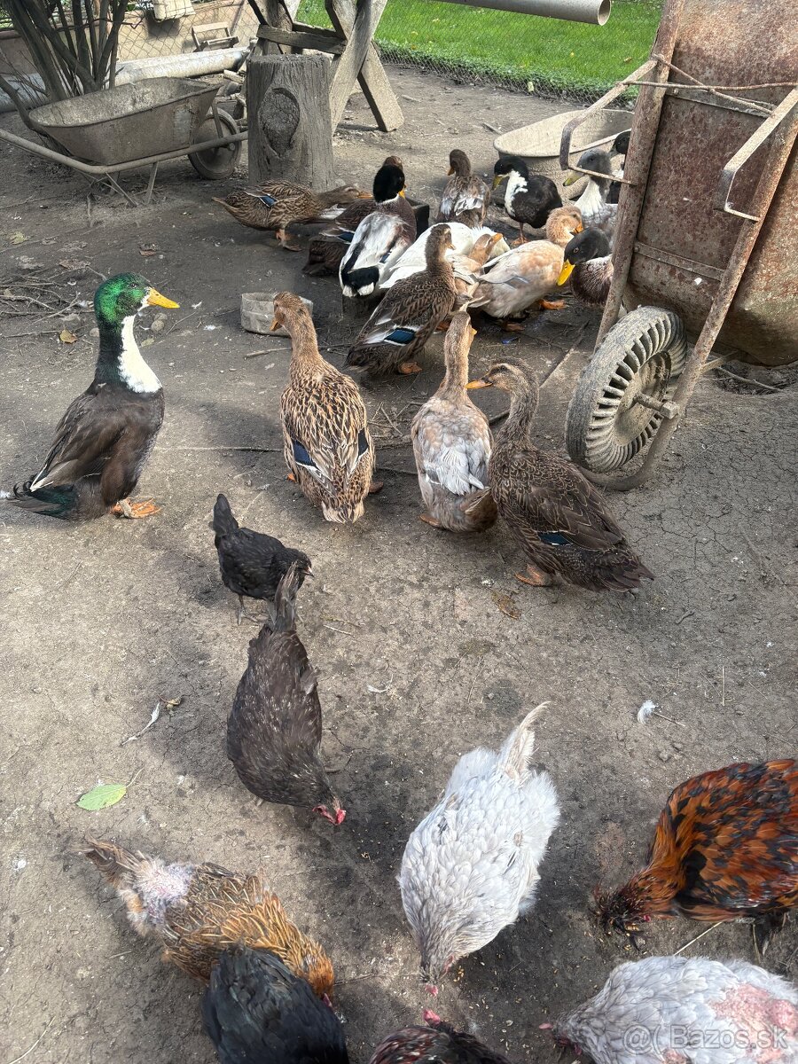 kacky