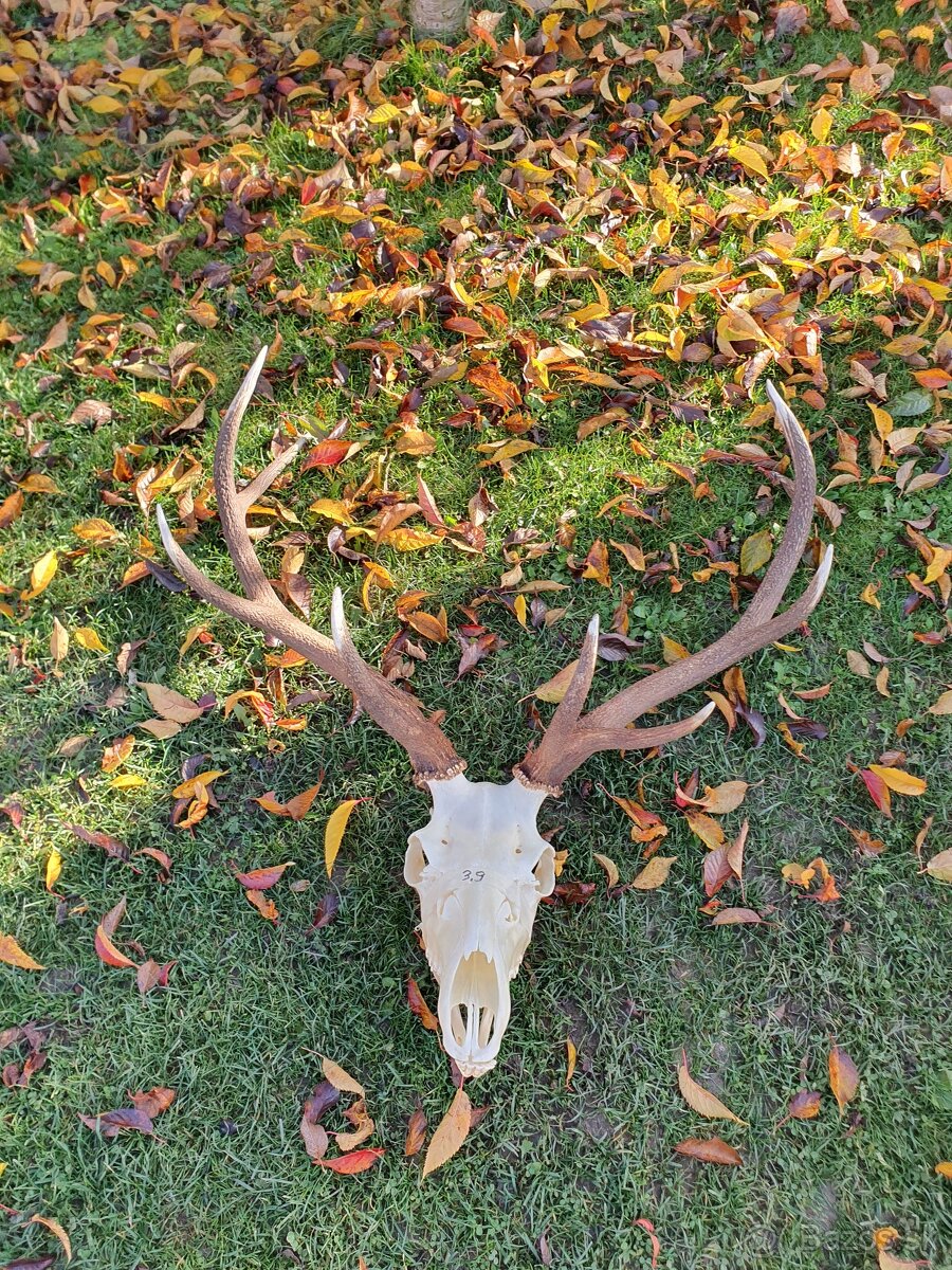 Predám jelenie trofeje