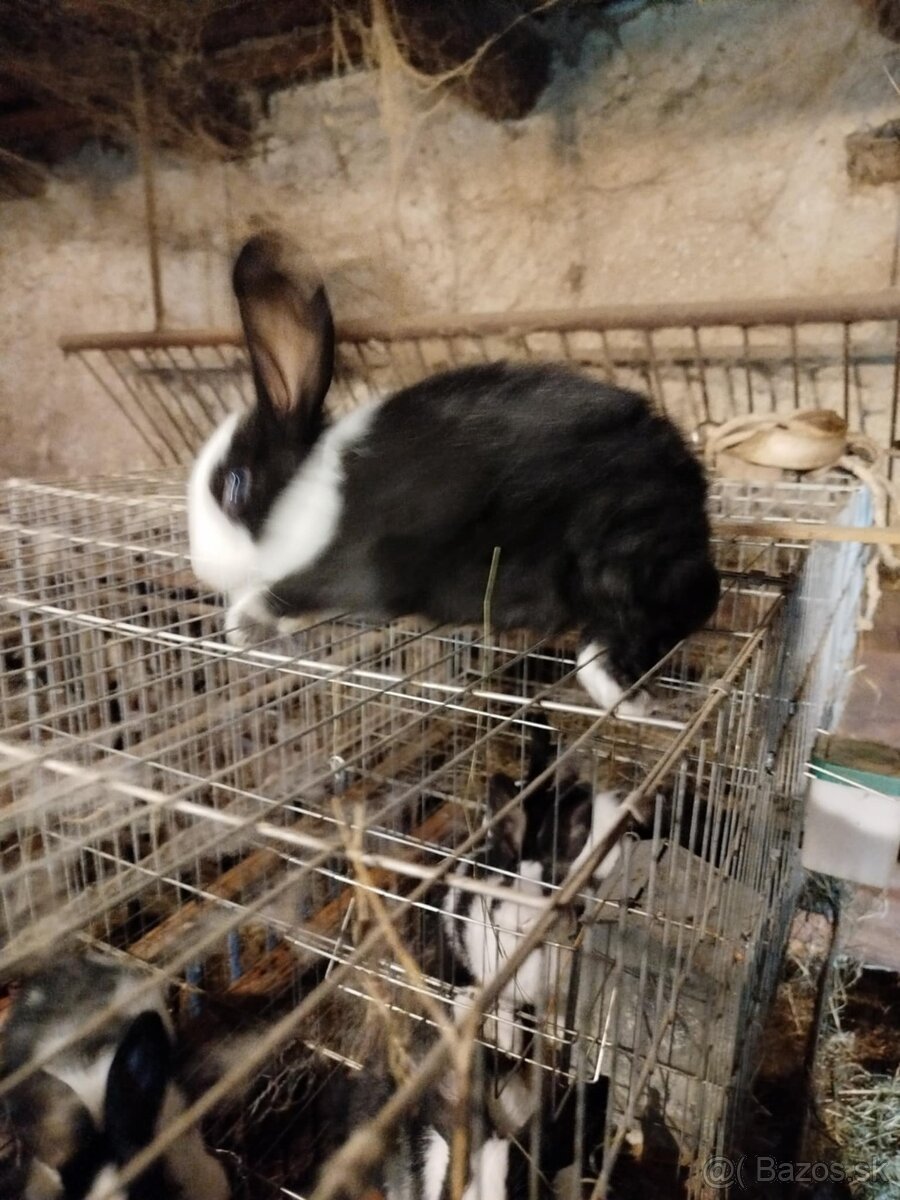 Šarišský obrovitý králik