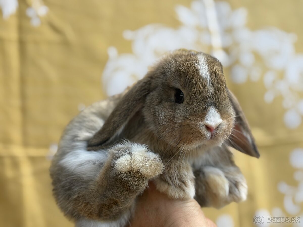 Minilop modrooký agouti samček s HK