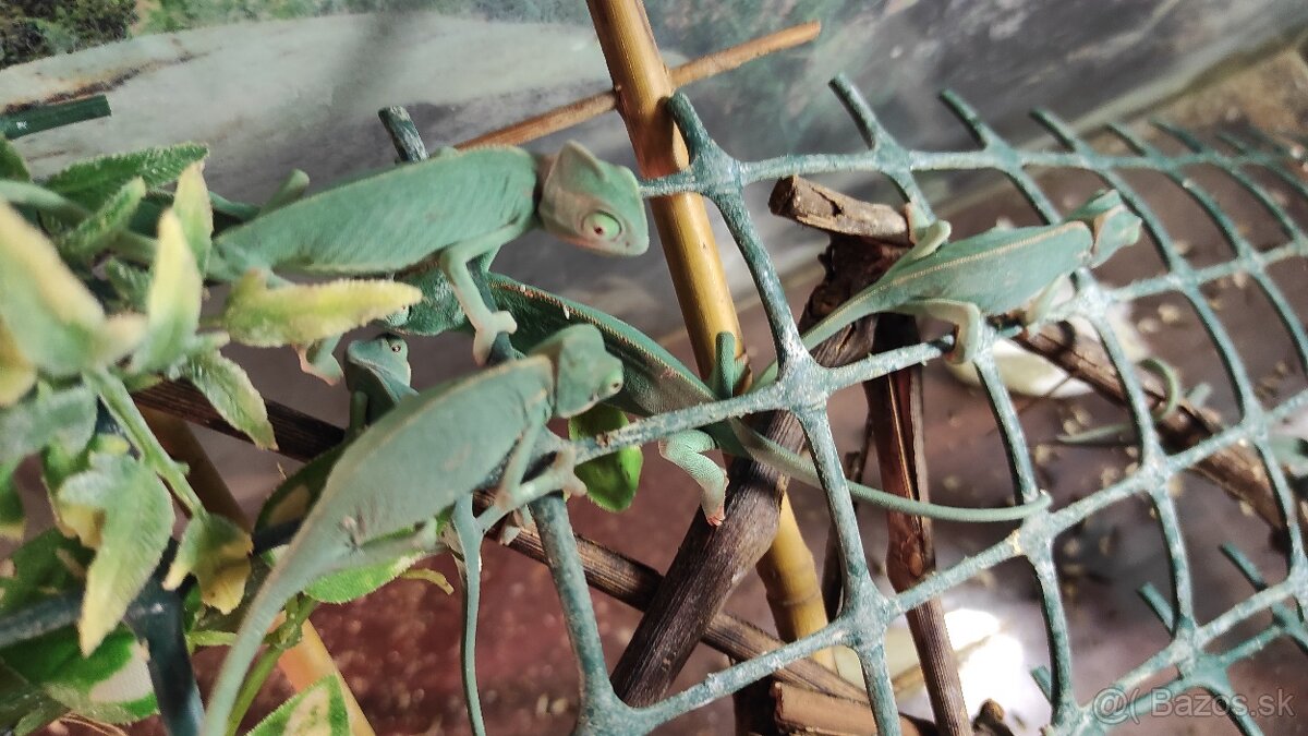 chameleon jemensky