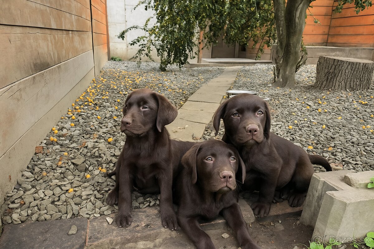 Šteniatka labradora – pripravené na odber