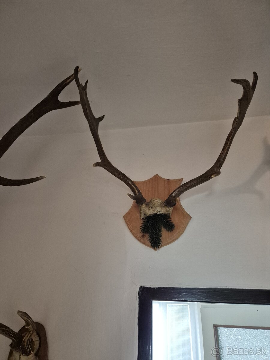 Predám trofeje jeleňov