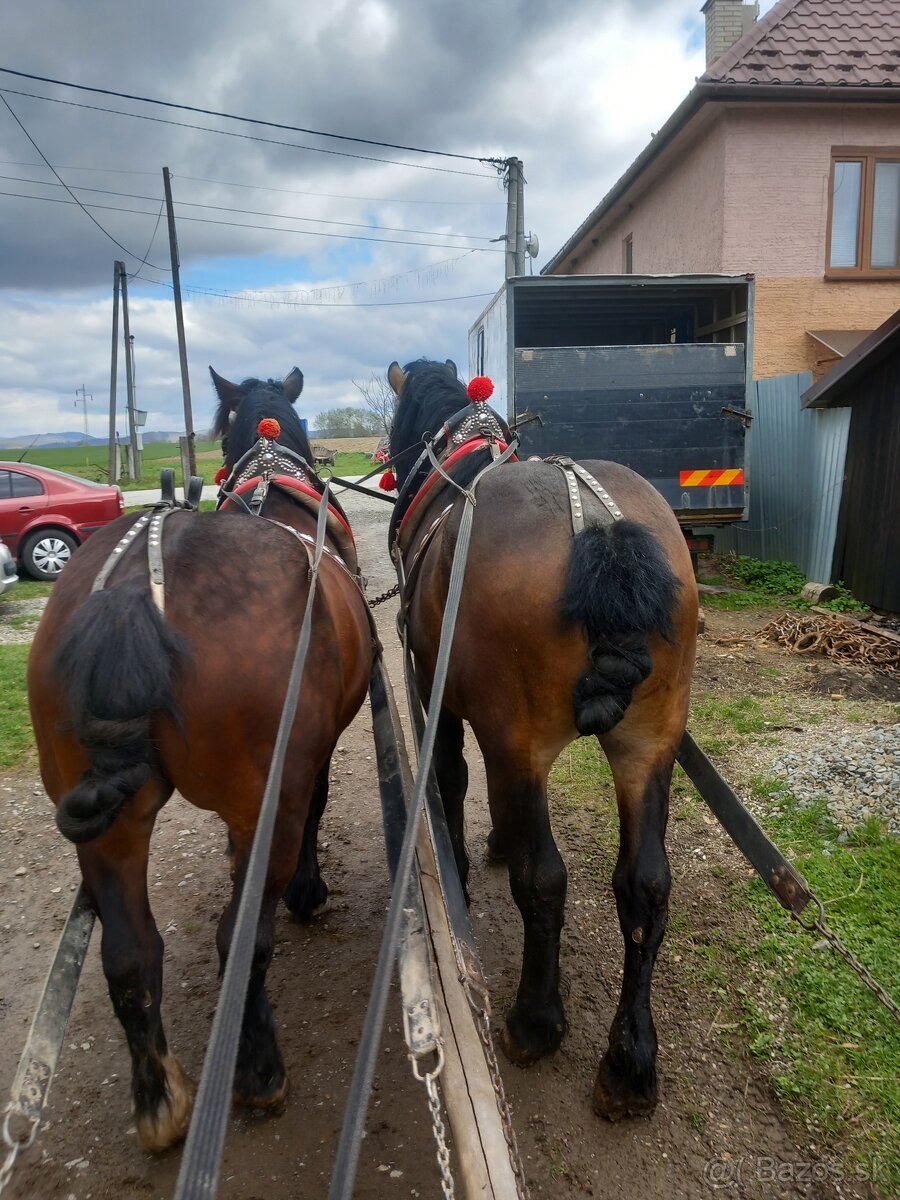 Predám žrebca 3 roky