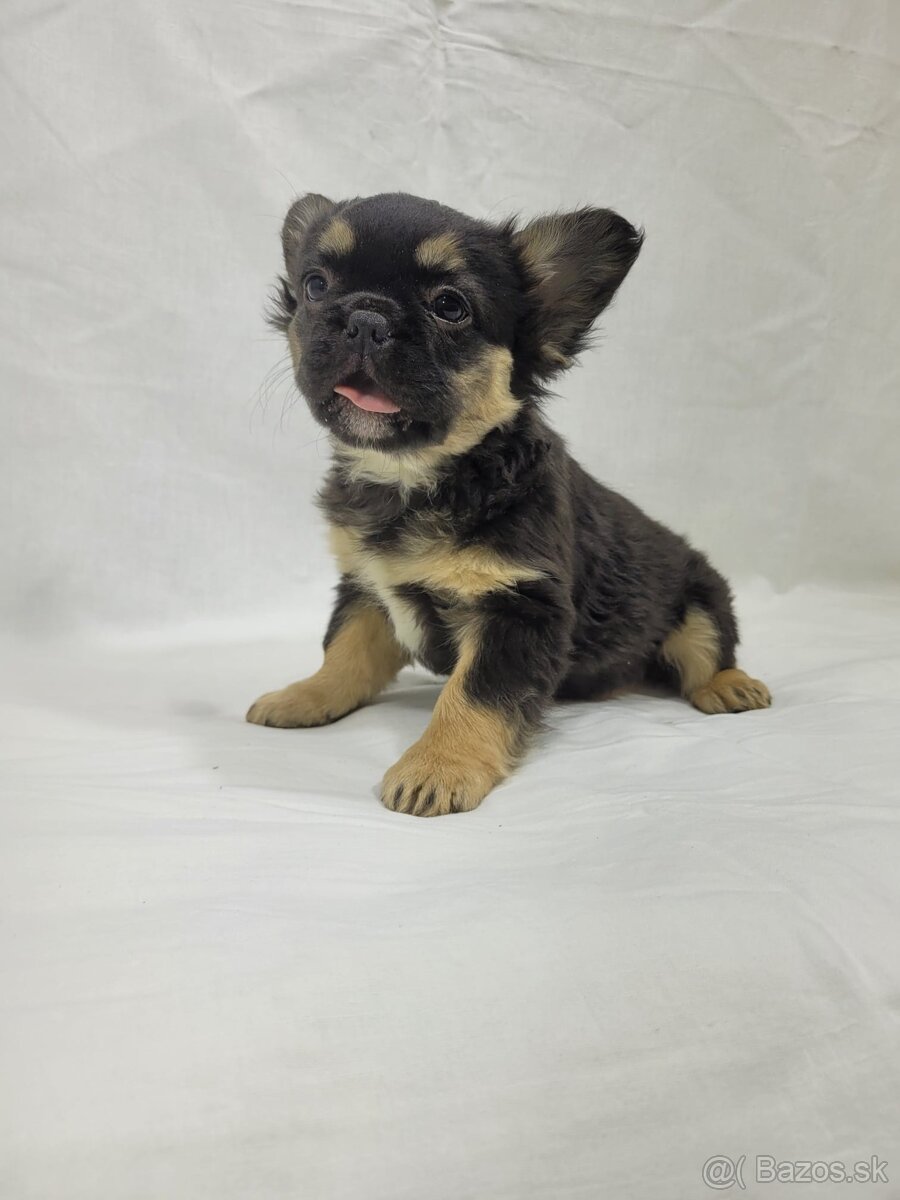 Francúzsky buldoček