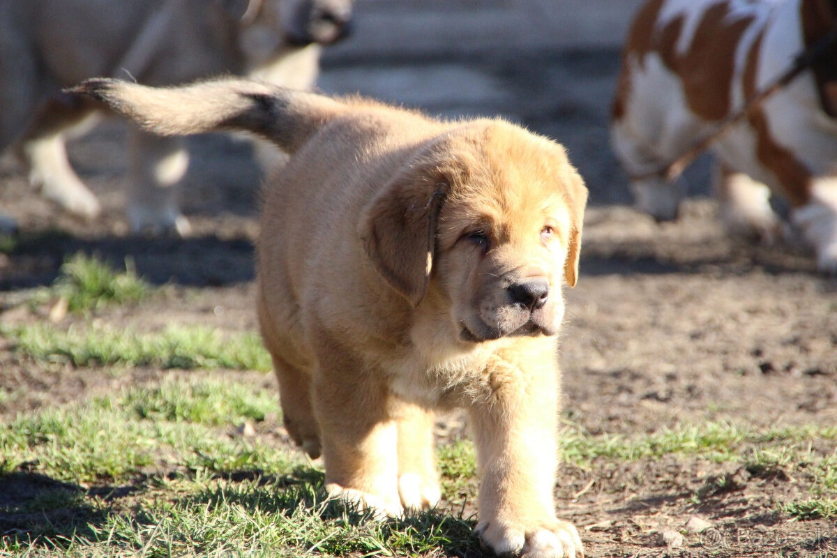 Španielský mastin - pejsci s PP