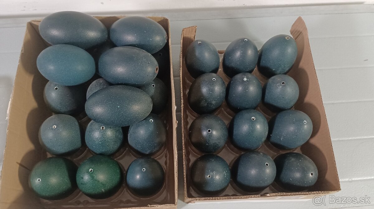 Pštrosie vajcia emu, vyfúknuté