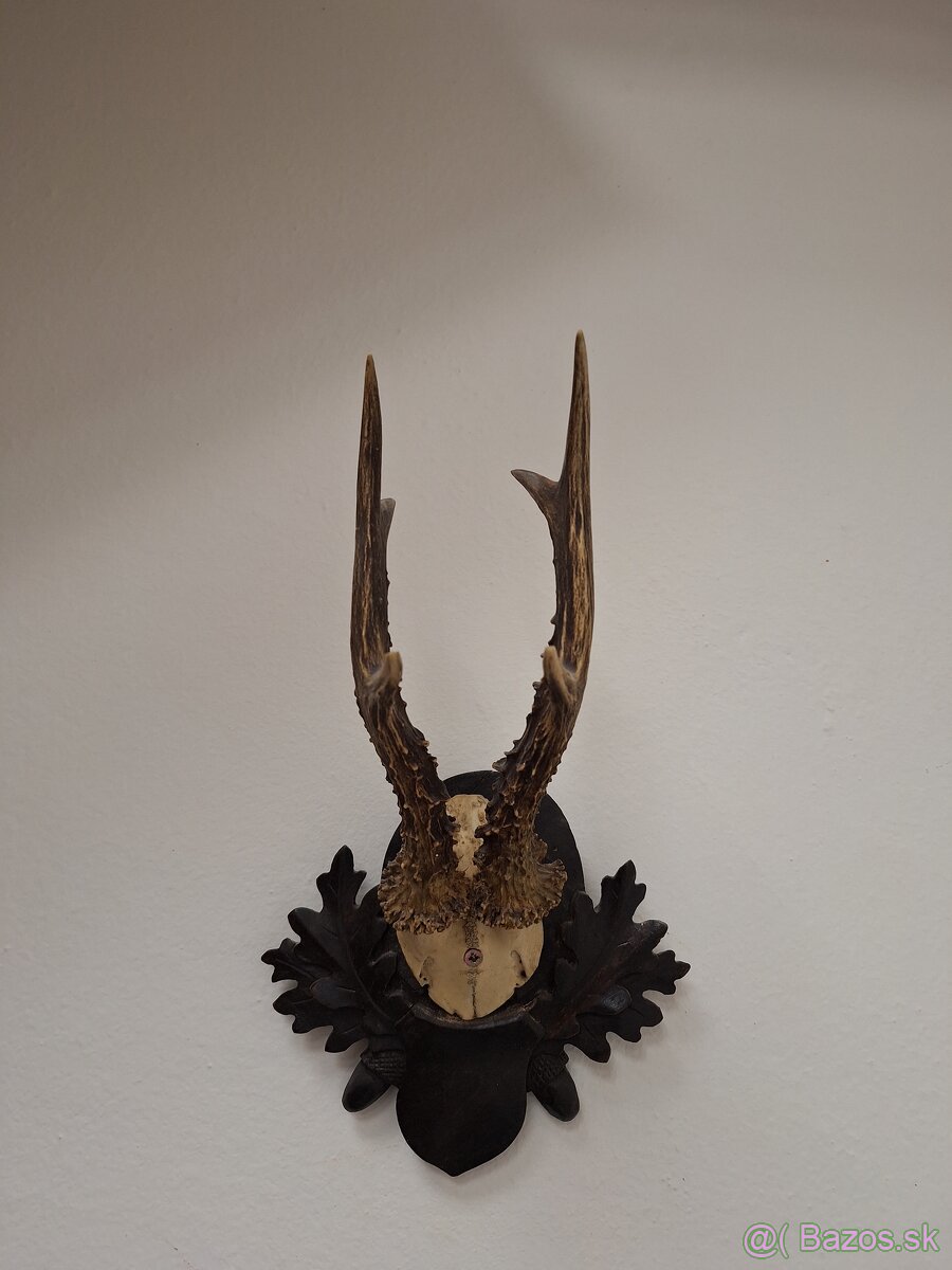 Trofej parohy parožie srnec