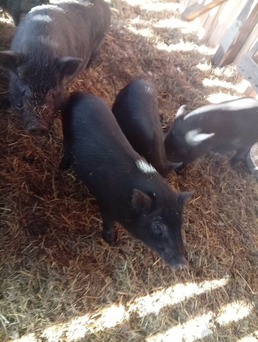 Vietnamské prasiatka