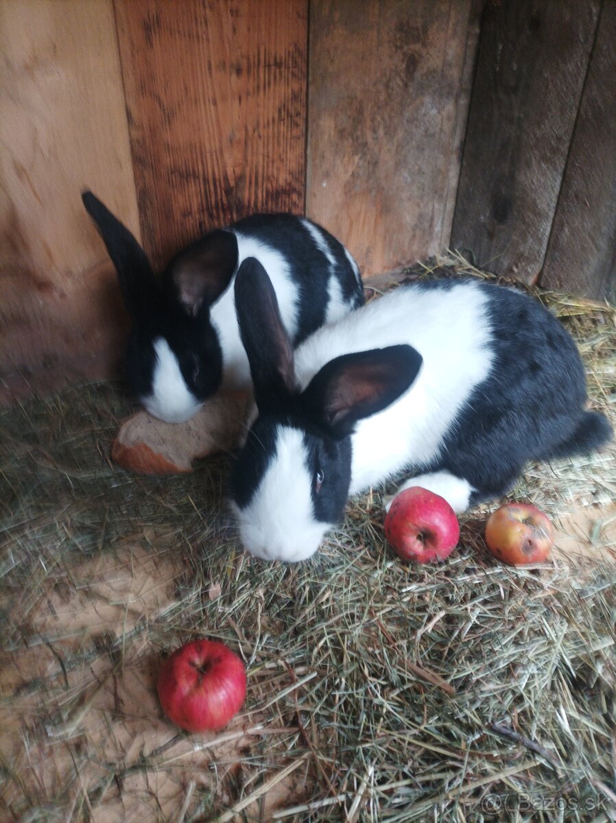 Šarišské obrovite