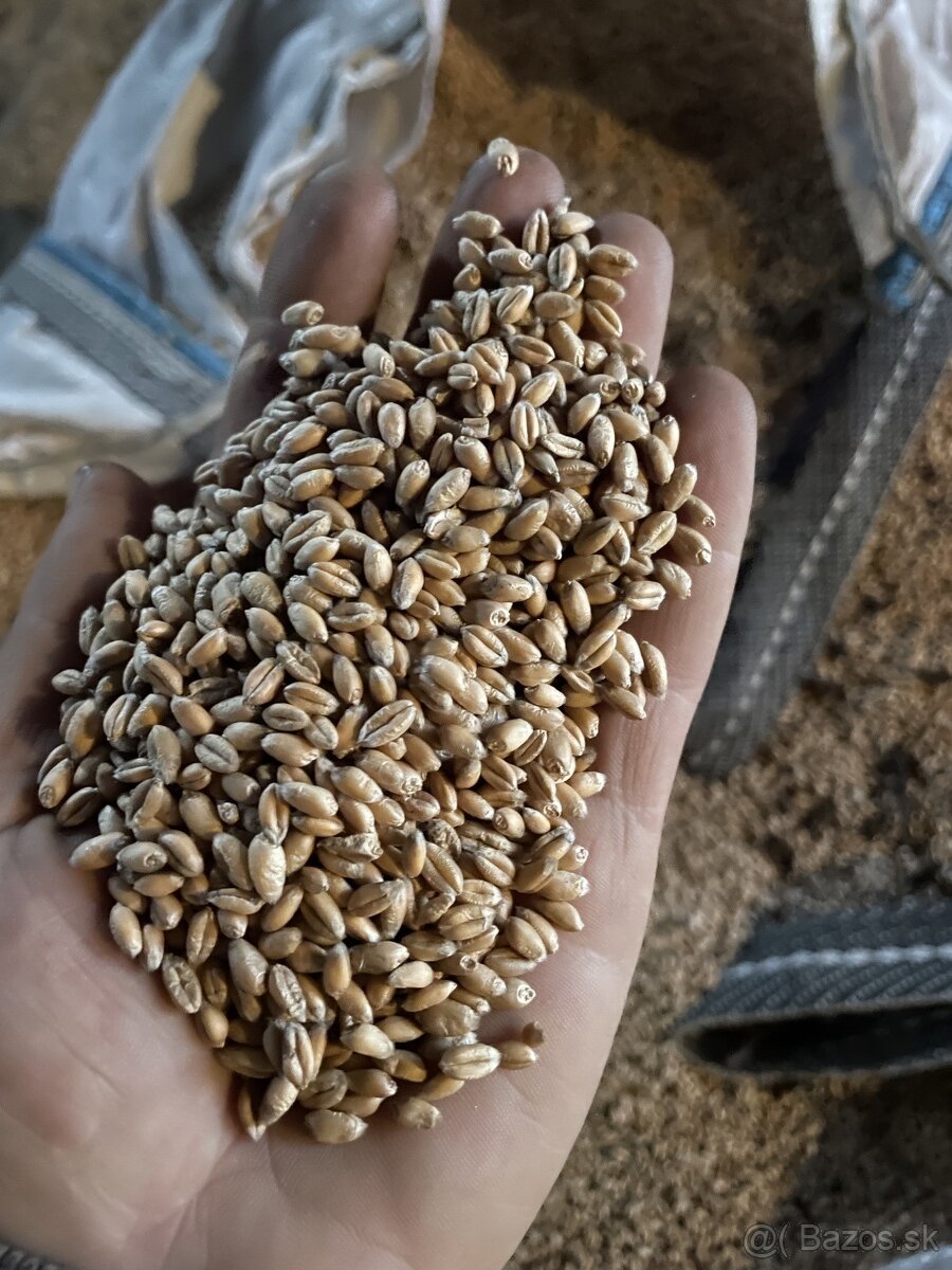 ozimna pšenica