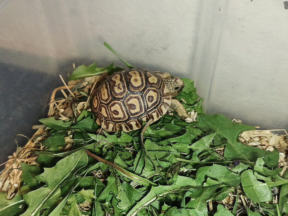 Mláďata korytnačky leopardej