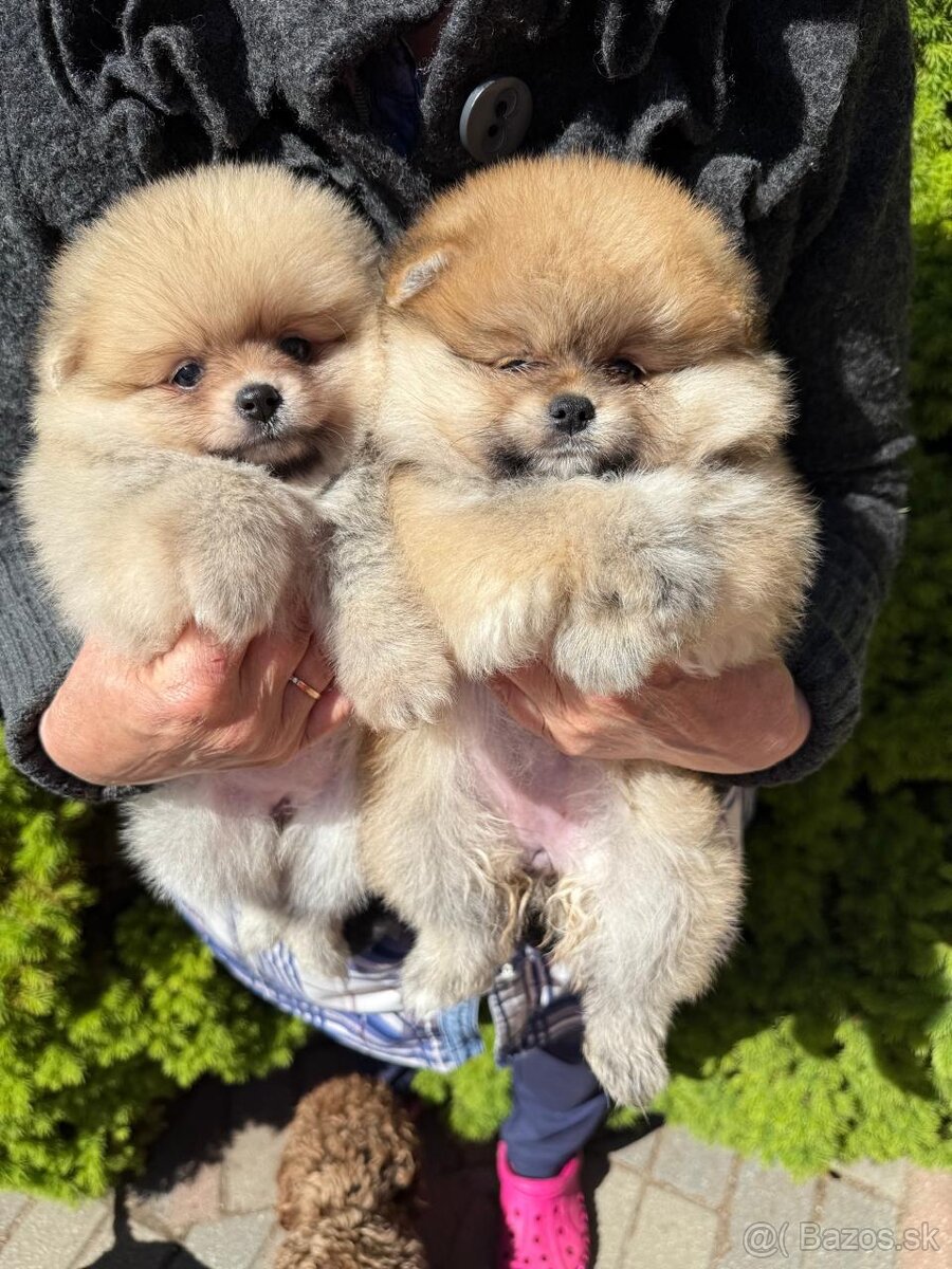 Pomeranian mini