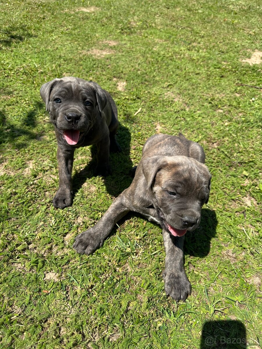 Cane corso