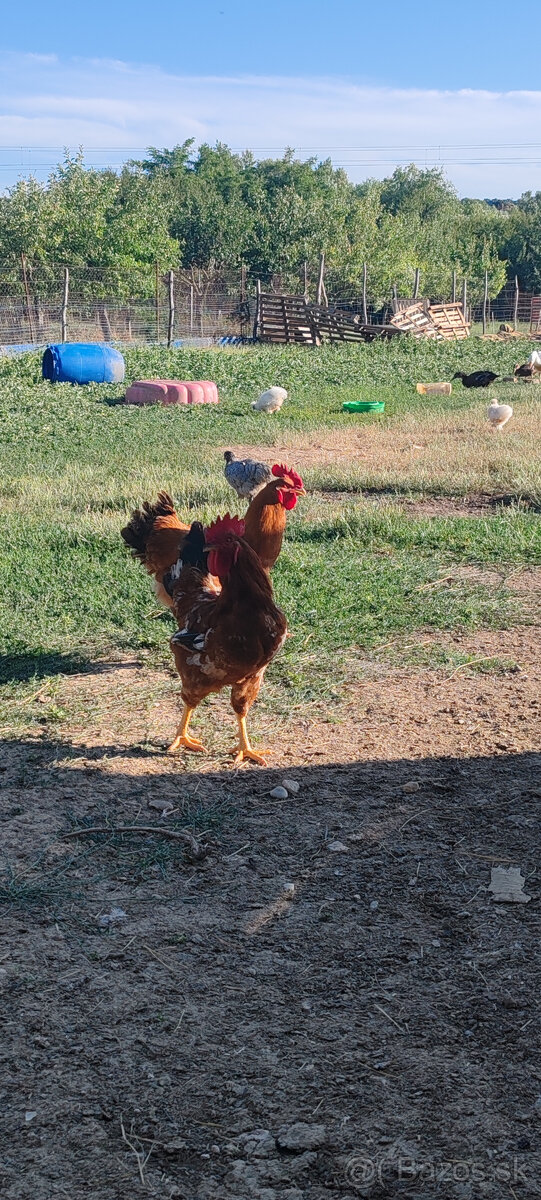 Kohuti