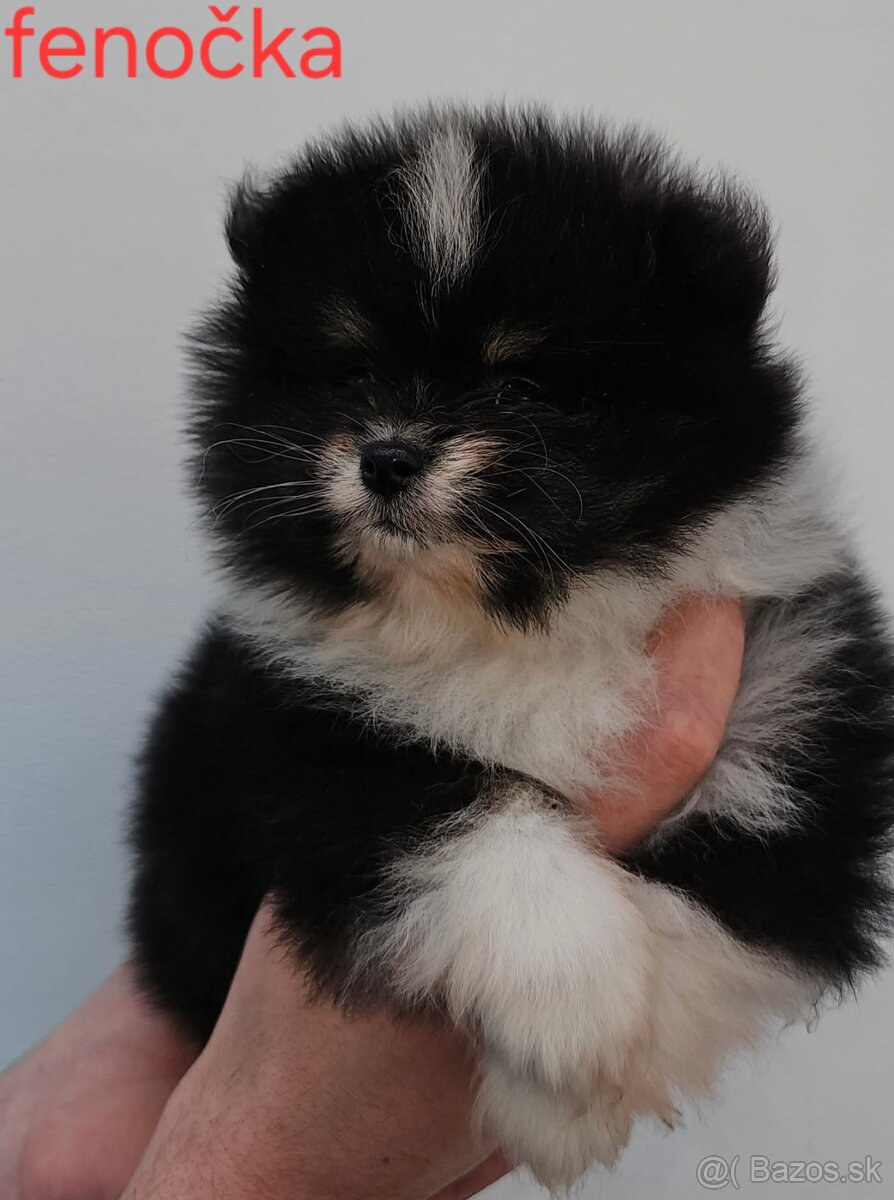 Pomeranian mini Boo