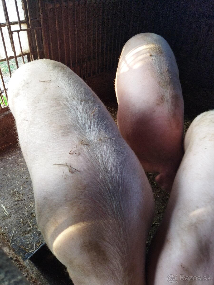 Prasa na zabíjačku