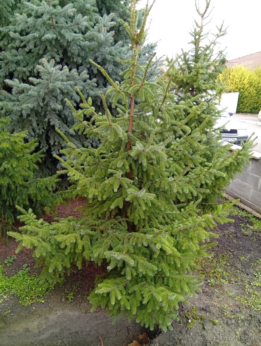 Vianočný stromček