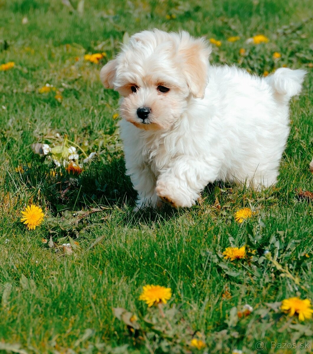 Maltipoo s doručením