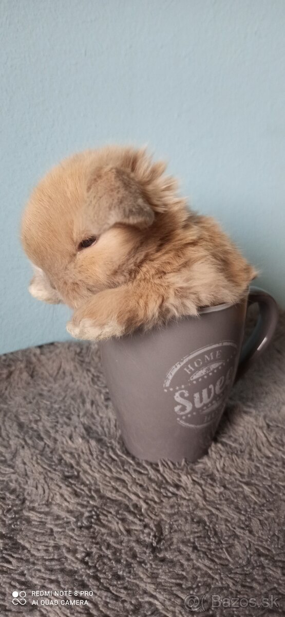 Minilopko